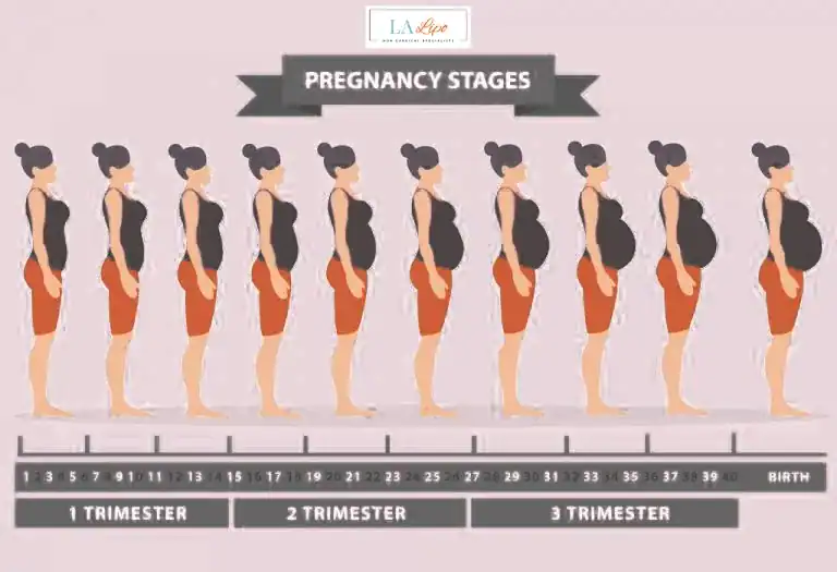 First Trimester (Weeks 1–12): Early Changes You Might Not Notice Sedgley Park